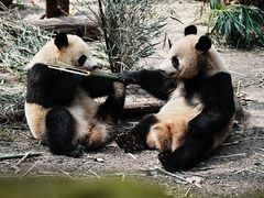 -成都大熊猫繁育研究基地