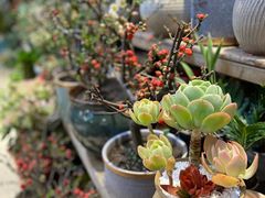 -双季花艺园艺市场(浦东店)