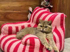 -达爱动物医院·犬猫分区·CT·复杂眼科(远洋山水分院)