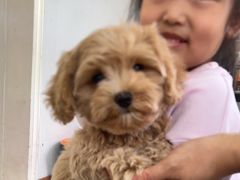 -翊宠yipet猫狗购宠庄园犬舍•猫舍