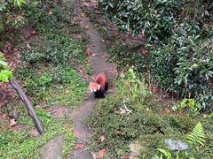 -都江堰中华大熊猫苑