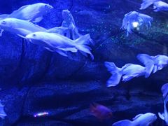 -芜湖新华联大白鲸海洋公园