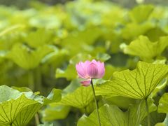 -沐仙湖湿地公园