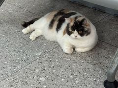 -四月宠物医院·猫专科·心脏专科·内科(转塘店)