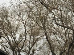 景点-南锣鼓巷