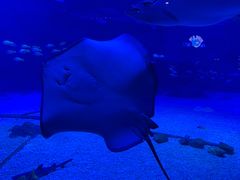-烟台海昌鲸鲨海洋公园
