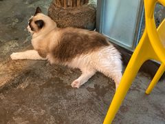 -喵屿·大理花园猫咖