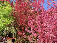 -海棠花溪(元大都城垣遗址公园)