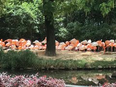-上海野生动物园