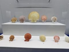 -贝壳王国博物馆
