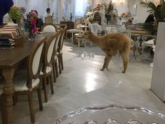 大堂-共舞时光猫咖·狗咖(新街口店)