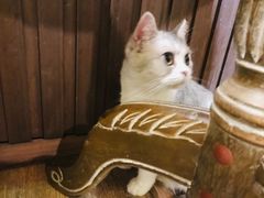 -more than meow吴止猫主题餐厅(承德 中船汇店)