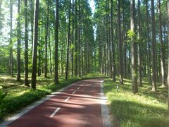 -黄海国家森林公园