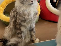 -猫在这儿猫咪咖啡馆·撸猫馆