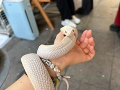 -吉丁鸟咖·异宠·寄养