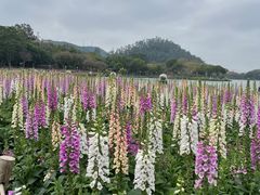 -顺峰山公园