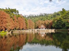 -深圳仙湖植物园
