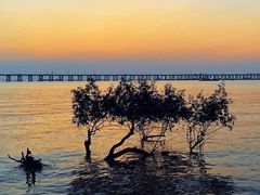 -宝安西湾红树林湿地公园