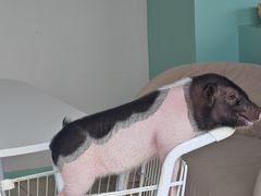 -怪兽屋·羊驼·猫咖·狗咖(俊华广场店)