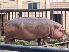 -合肥野生动物园