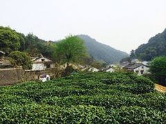 iphone_upload_pic-十八棵（老龙井）御茶园(老龙井店)