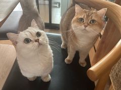 -70cat德文卷毛猫·缅因猫纯种猫舍
