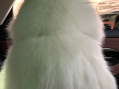 -宠物寄养训练学校