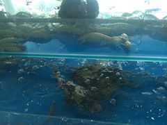 -顺峰渔港中国人的餐厅