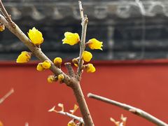 -国家植物园南园