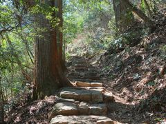 -天目山大树王景区