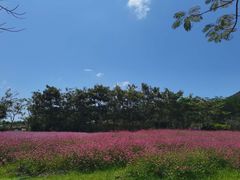 -亚龙湾国际玫瑰谷