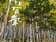 -上海佘山国家森林公园天马山园