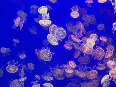 -江和美海洋公园