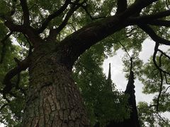 -西园戒幢律寺
