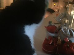 -Sirena海妖日咖夜酒