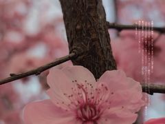-花博汇(知音花月夜)