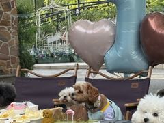 -J Create城市露营咖啡·简餐·宠物(上海动物园店)