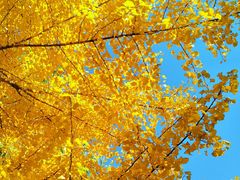 -长白岛森林公园