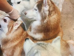 -TrueLove @ Neverland (Husky Cafe)