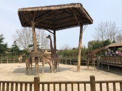 -上海野生动物园老虎餐厅