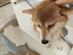 -共舞时光猫咖·狗咖(新街口店)