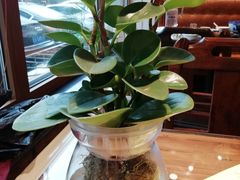 -七菜馆·东北菜·蒸饺(文体路店)