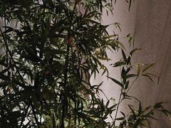 -行者书屋大堂吧 ·下午茶(南京圣和府邸酒店)