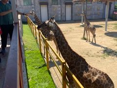 -西霞口神雕山野生动物世界