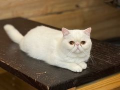 -滚猫咖啡·猫咖·猫友好撸猫(未来城店)