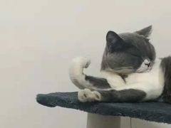 -喜多萌中农锦绣动物医院24H·猫科·牙科MRI·CT