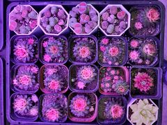 -花鸟鱼虫鲜花绿植市场(玉泉路店)