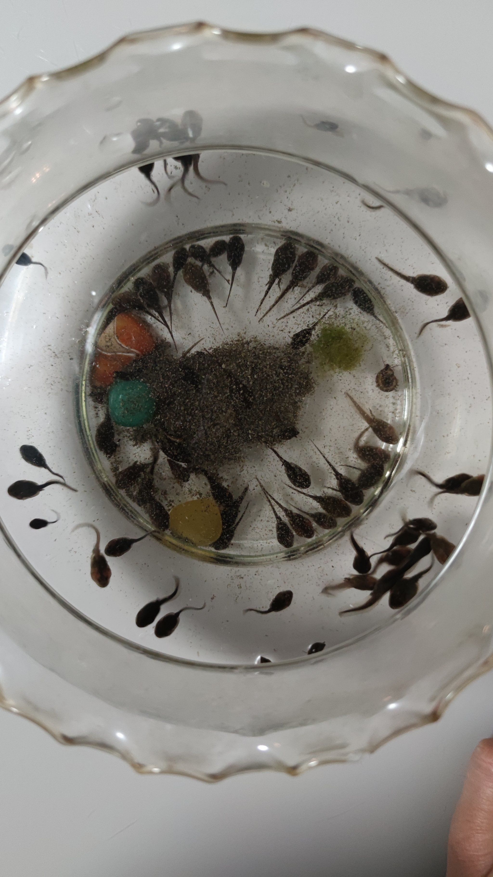 闵行体育公园的小蝌蚪