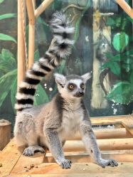 -Zoolung Zoolung动物主题公园(海信广场店)