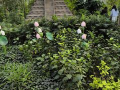 -南宫五洲植物乐园